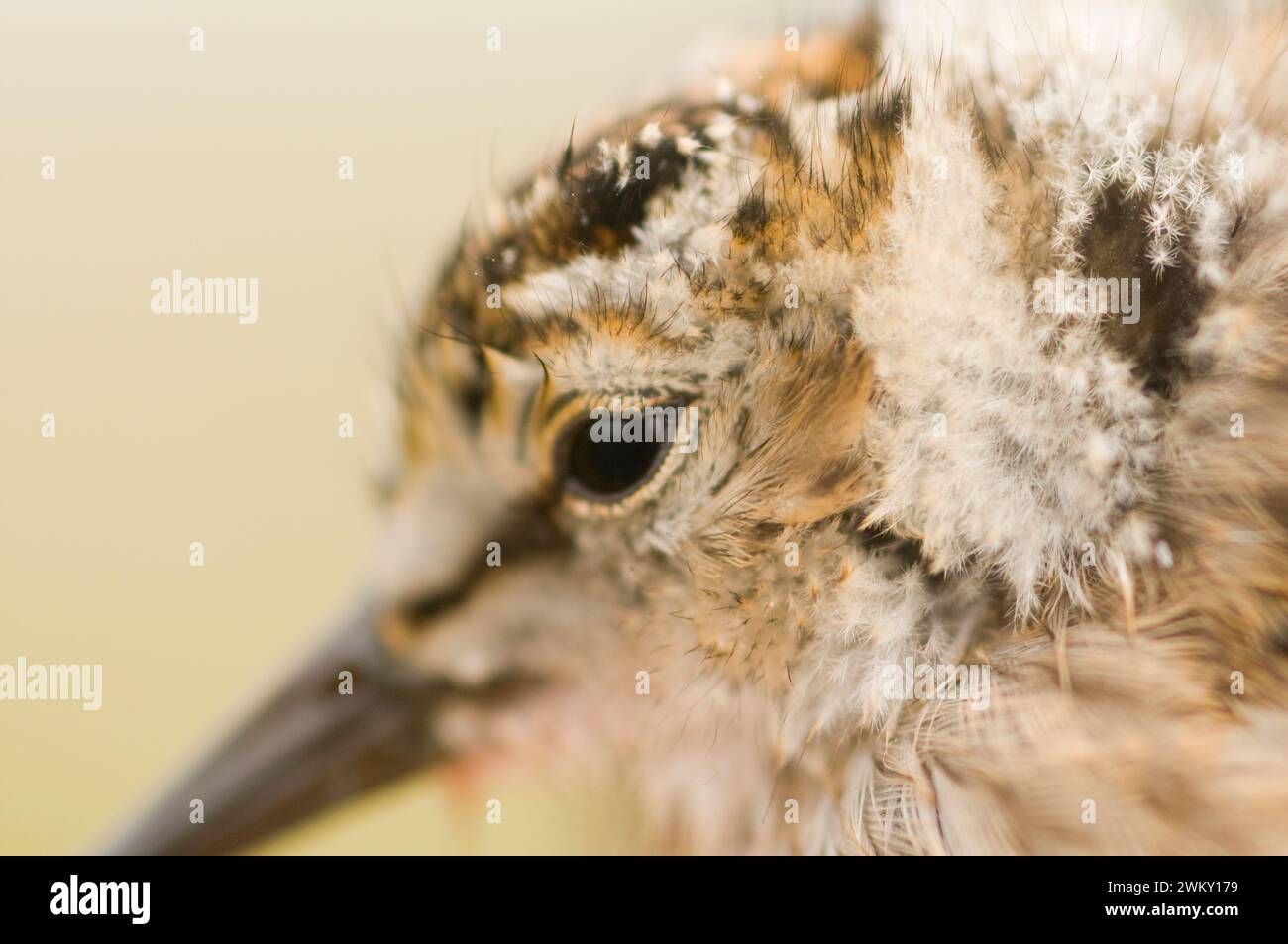 Semi-Palmated Calidris pusilla Sandpiper chick on tundra in summer 1002 anwr arctic Alaska Stock Photo