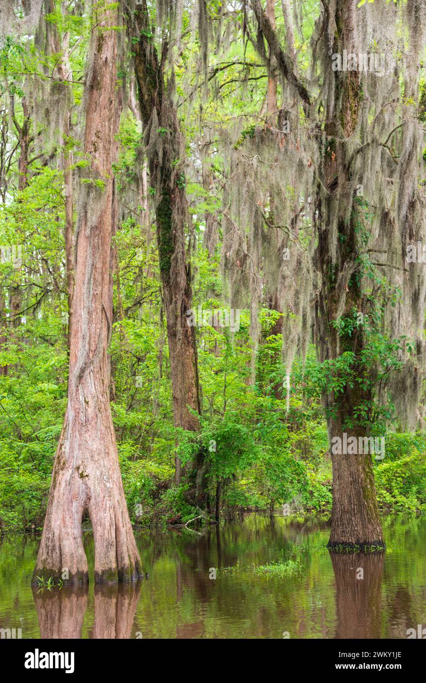 The Caddo Lake State Park in the - The Caddo Lake State Park In The Piney Woods Ecoregion Of East Texas Usa 2WKY1JE 