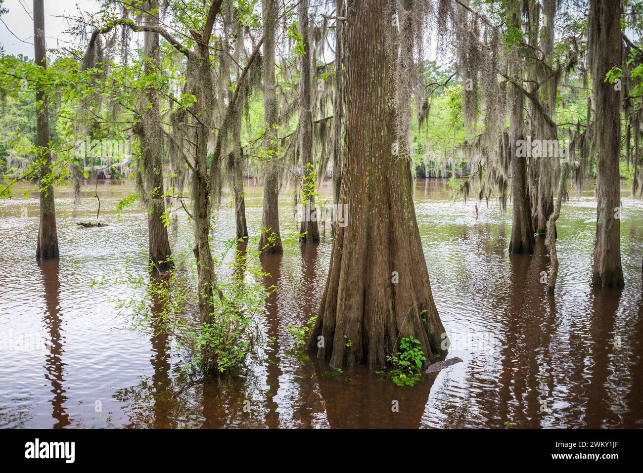 The Caddo Lake State Park in the - The Caddo Lake State Park In The Piney Woods Ecoregion Of East Texas Usa 2WKY1JF 