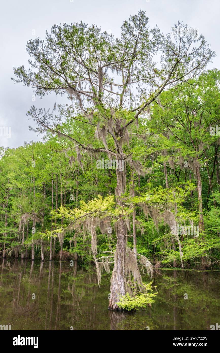 East texas piney woods hi-res stock photography and images - Alamy