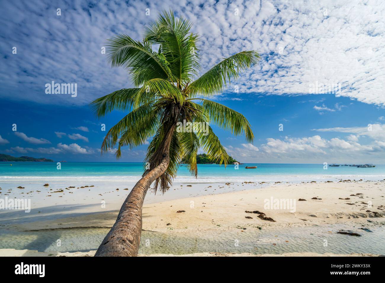 Palm tree, Anse Volbert beach, Praslin, Seychelles Stock Photo