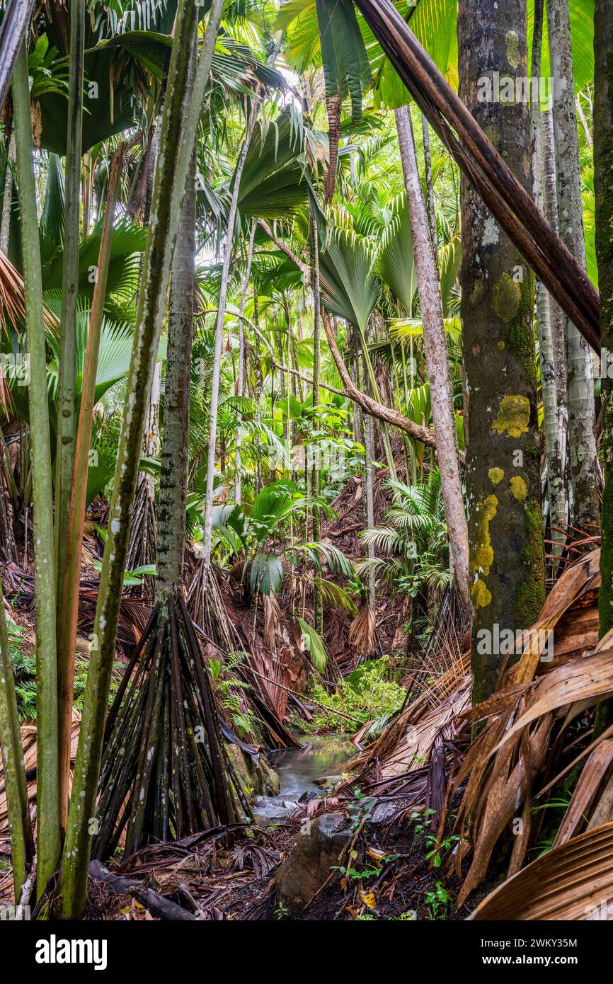 Vallee de Mai Nature Reserve, Praslin, Seychelles Stock Photo