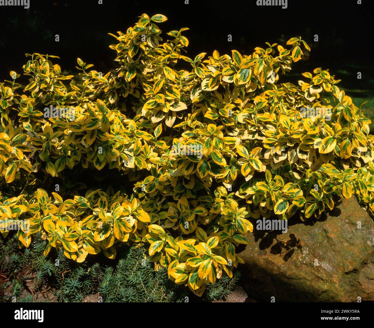 Euonymus fortunei 'Emerald 'n' Gold’ / 'Emerald 'n' Gold’ spindle plant with green and yellow variegated leaves growing in English Garden, England, UK Stock Photo