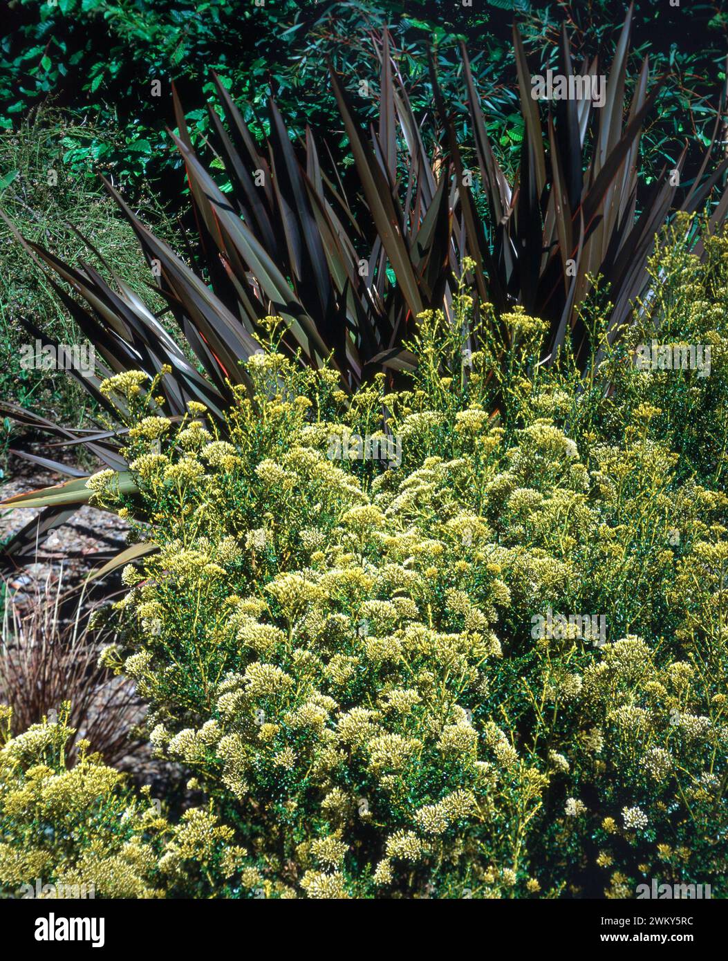 Cassinia leptophylla ssp. fulvida (Golden Cotton wood / Golden bush / Golden Heather) with Phormium tenax maori group (New Zealand Flax),July, England Stock Photo