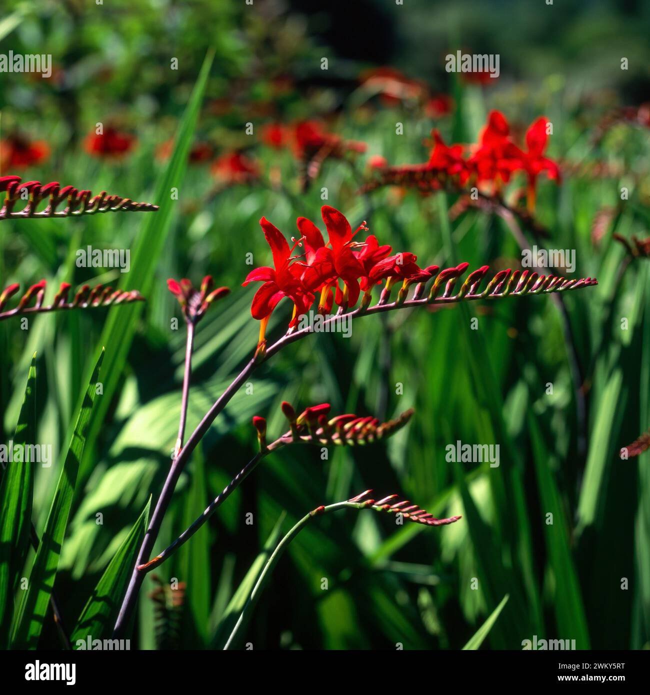 Detail of one bright red Crocosmia masoniorum ‘Firebird’ Montbretia