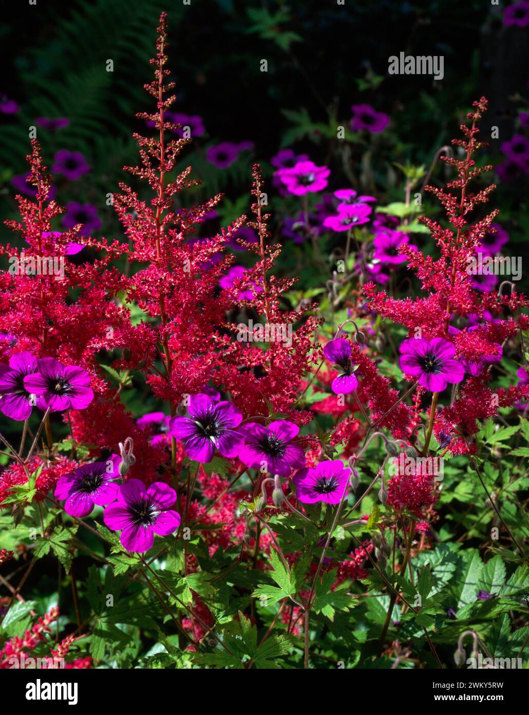 Colourful purple Astilbe & Geranium 'Ann Folkard’ Cranesbill flowers growing together English garden flower bed / border in July Stock Photo