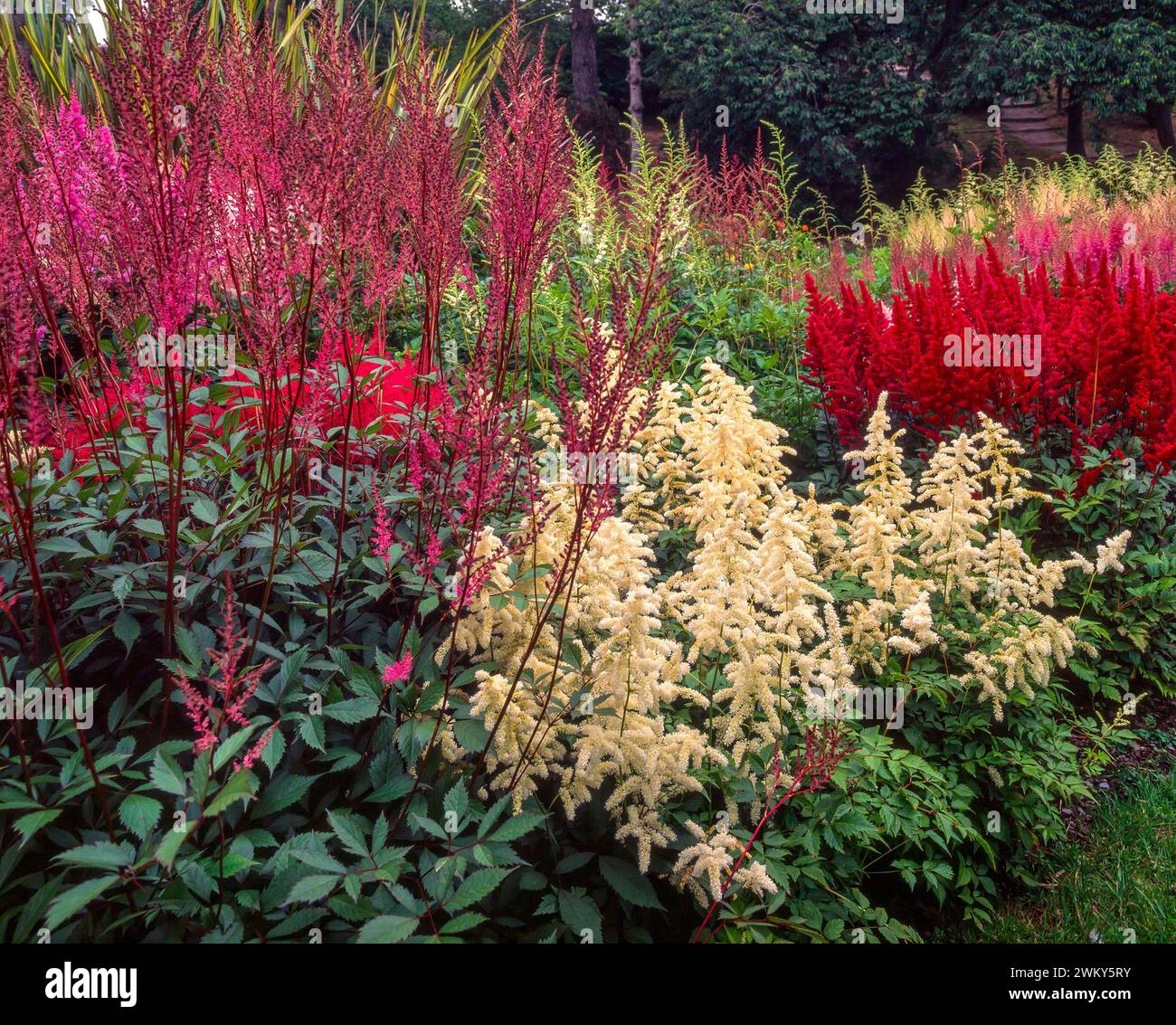 A colourful display of purple, red and cream Astilbe flowers in the National Astilbe collection in Marwood Gardens in the 1990s, Devon, England, UK Stock Photo