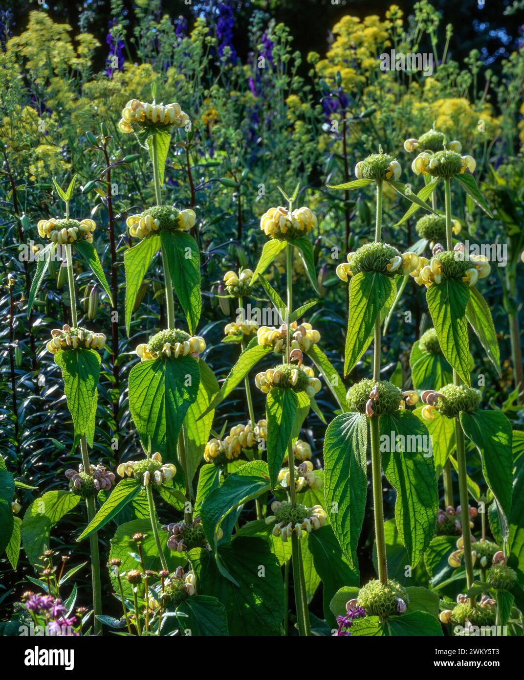 Turkish sage (Phlomis russeliana) with flowers growing in English garden border, England, UK Stock Photo