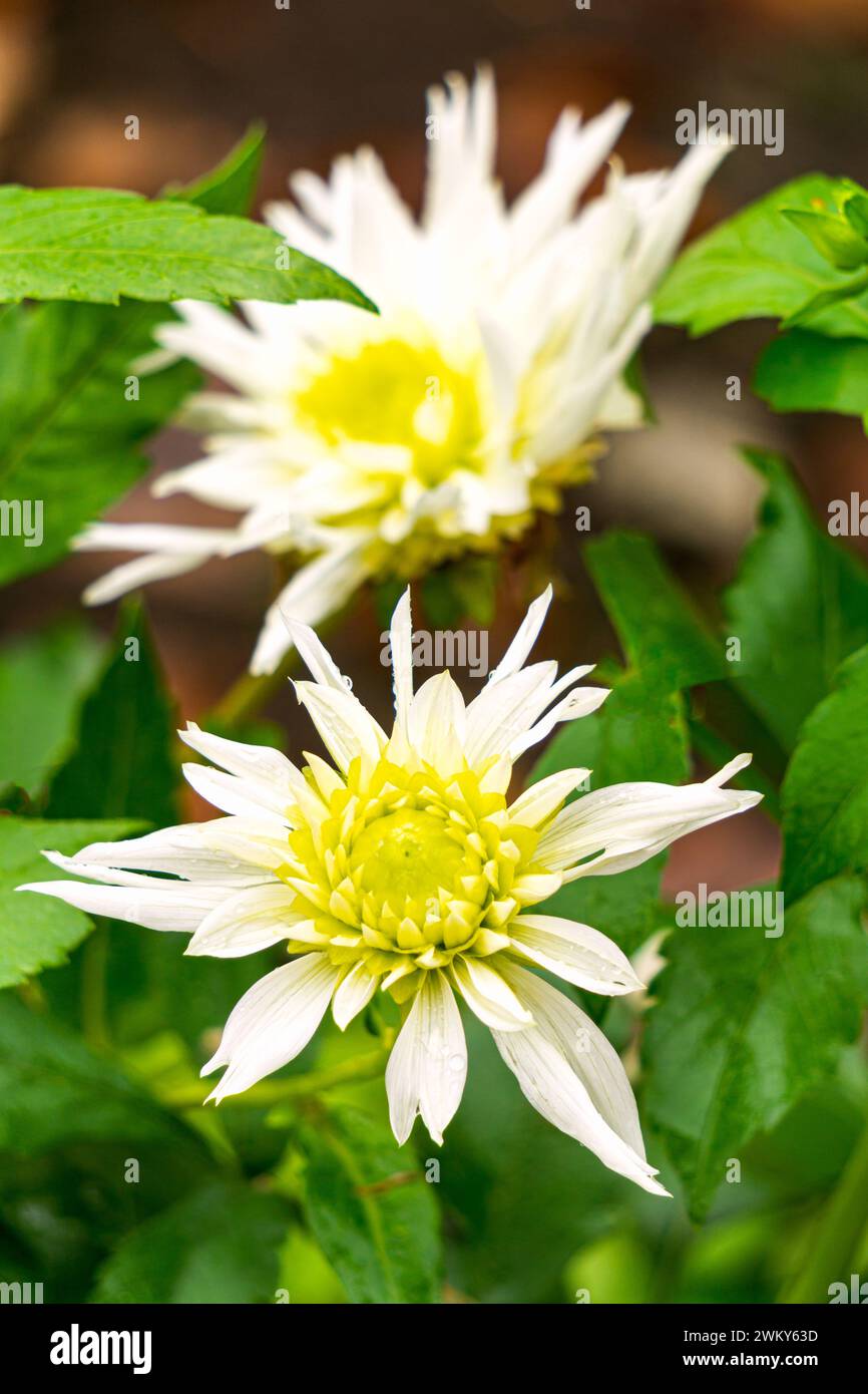 Beautiful white dahlia flowers on a bush in the garden Stock Photo - Alamy