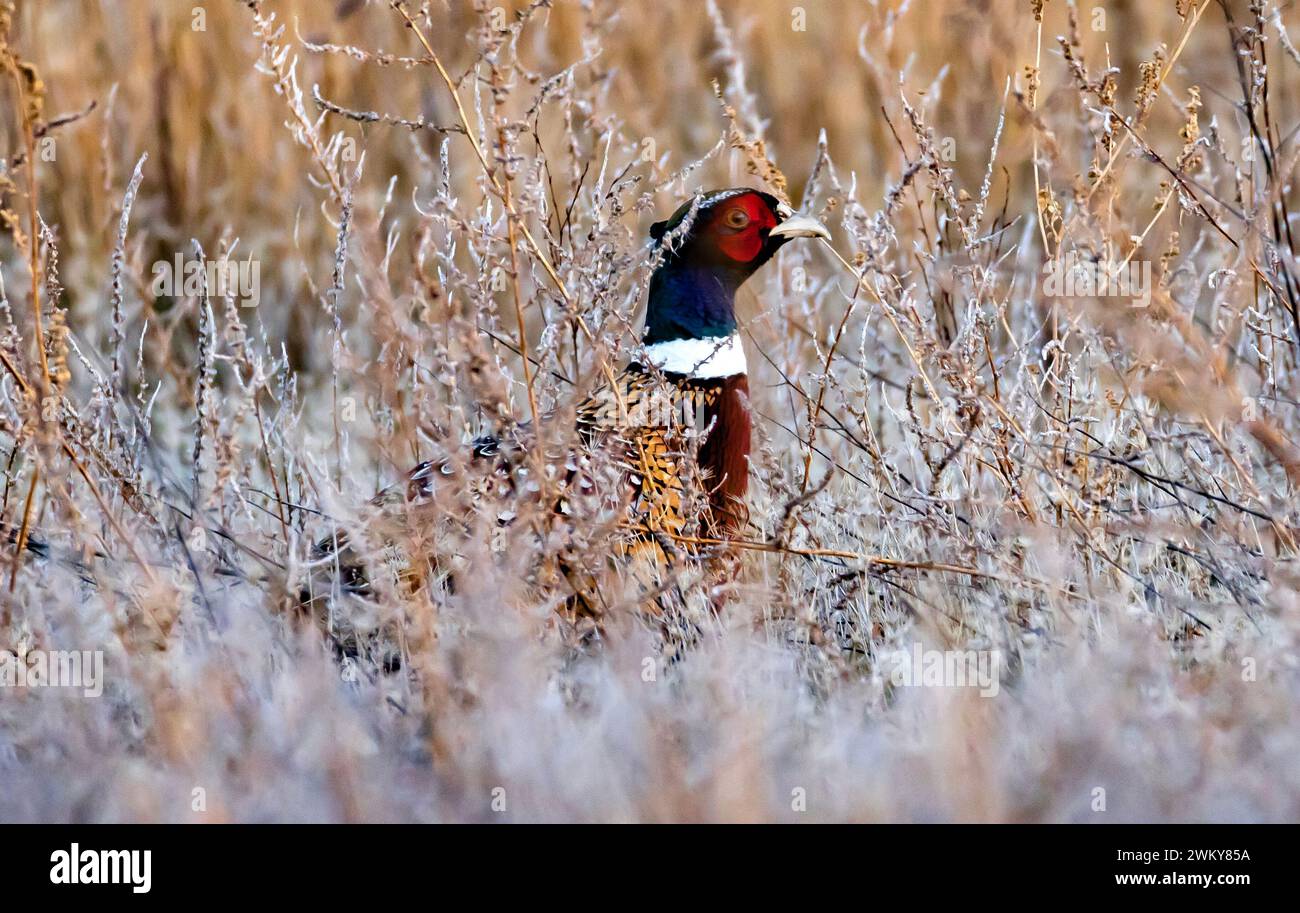 A Ring-necked Pheasant (Phasianus colchicus) peaks out of the brush near the Nature Trail at the Eccles Center, Farmington Bay WMA, Utah, USA. Stock Photo