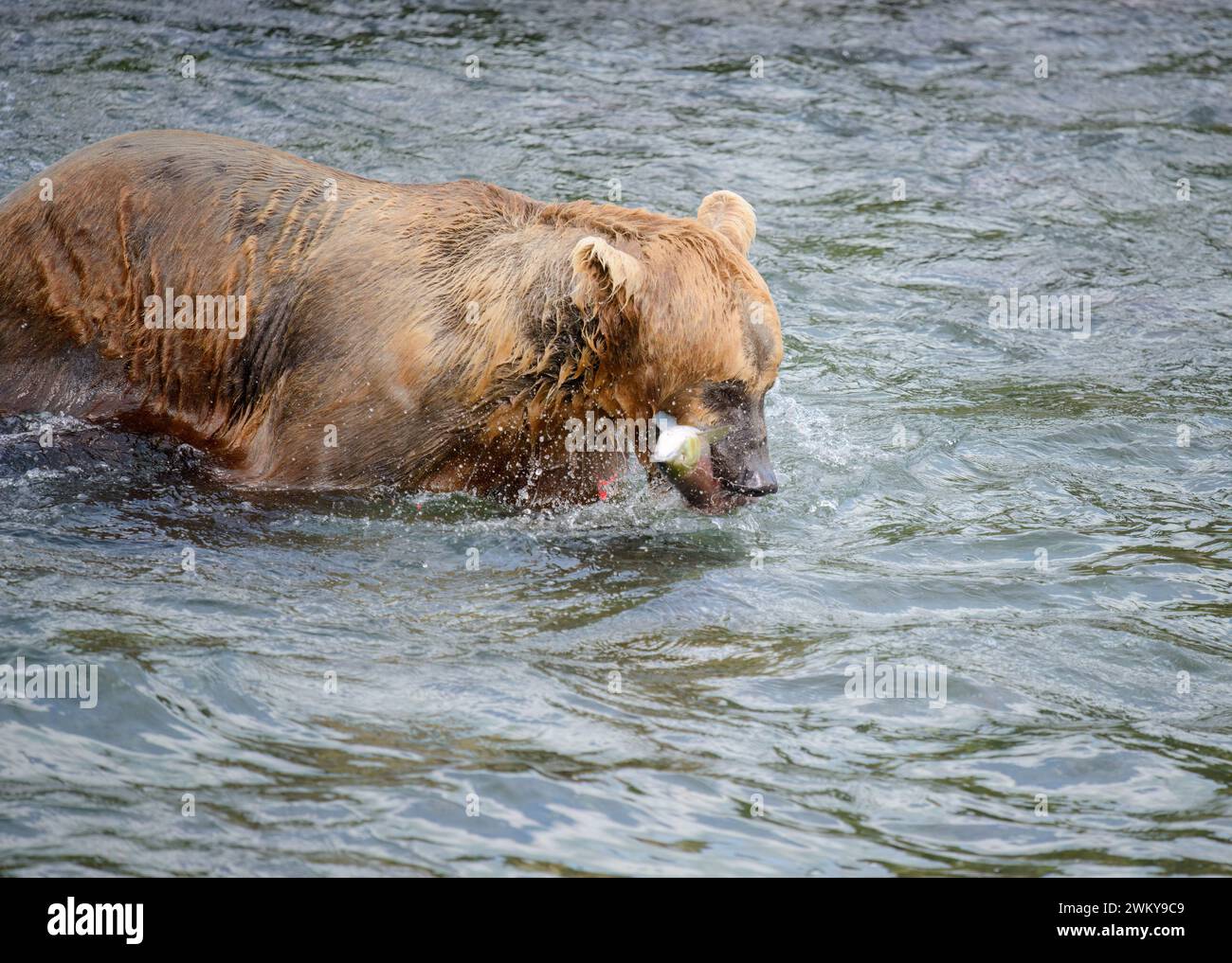 Salmon catching usa hi-res stock photography and images - Page 4 - Alamy