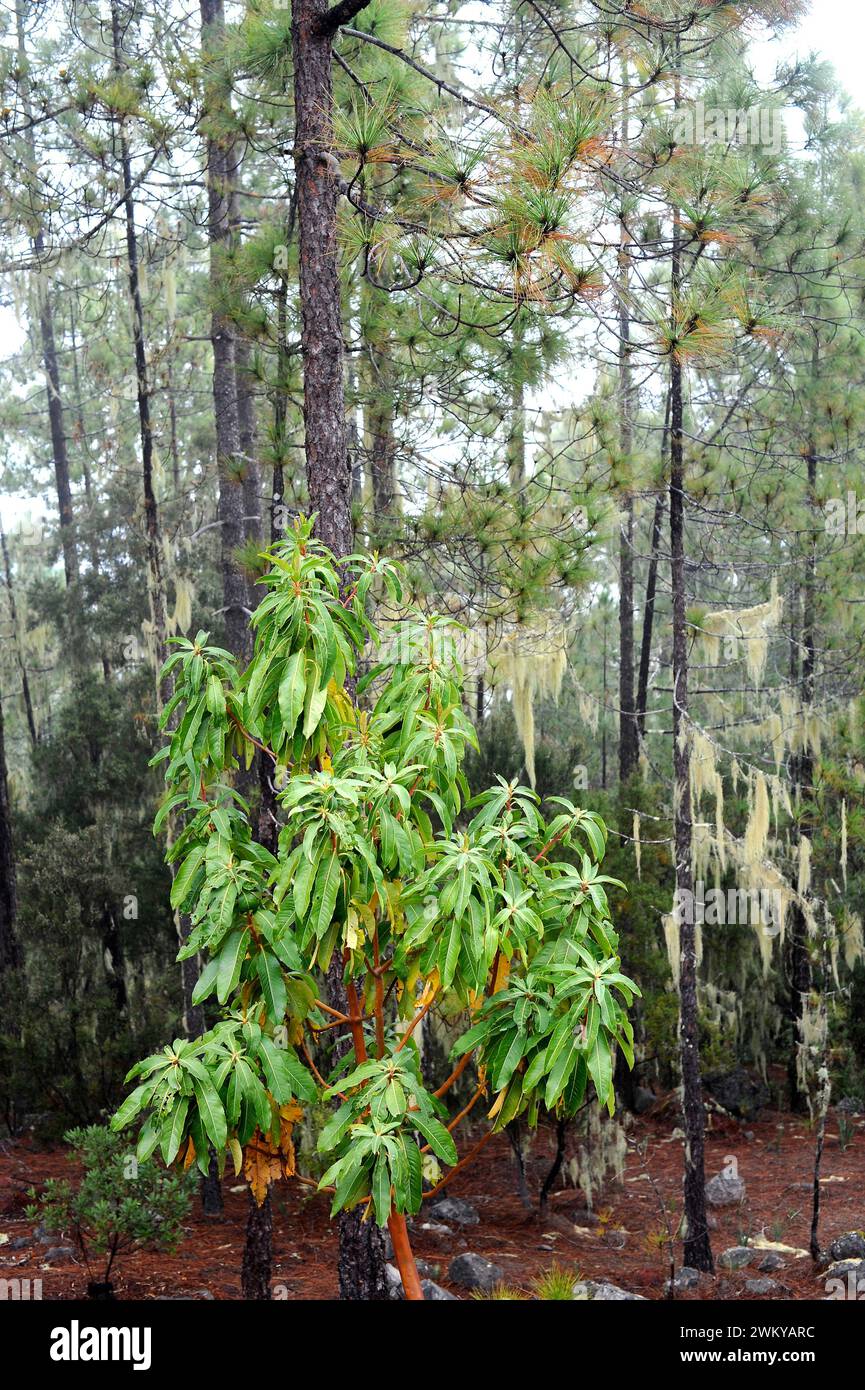 Madroño canario (Arbutus canariensis) is an evergreen shrub or small ...