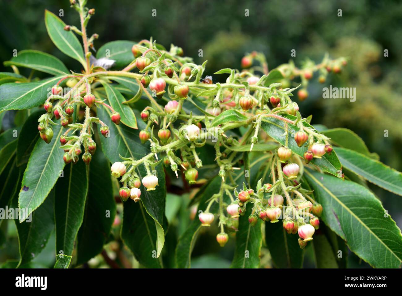 Madroño canario (Arbutus canariensis) is an evergreen shrub or small ...