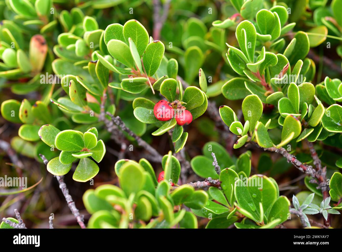 Bearberry (Arctostaphylos uva-ursi) is a medicinal procumbent shrub native to northern Europe and mountains of central and south Europe, Asia mountain Stock Photo