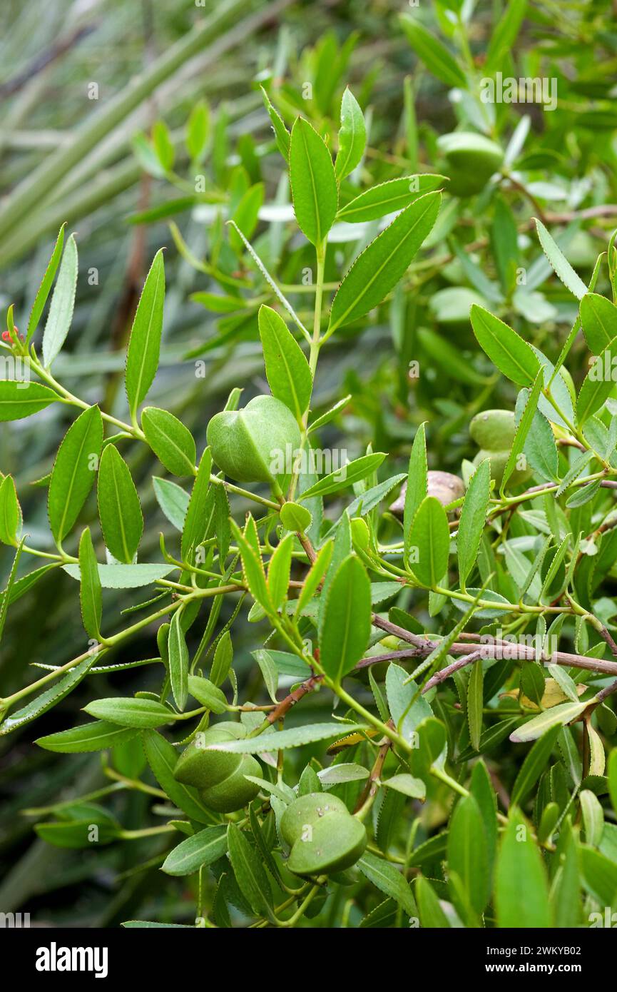 Colliguay o lechon (Colliguaja odorifera) is a evergreen medicinal shrub endemic to central Chile. Fruits and glandular leaves detail. Stock Photo