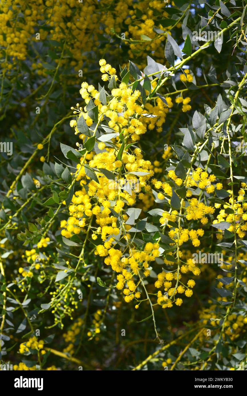 Acacia de cuchillo hi-res stock photography and images - Alamy