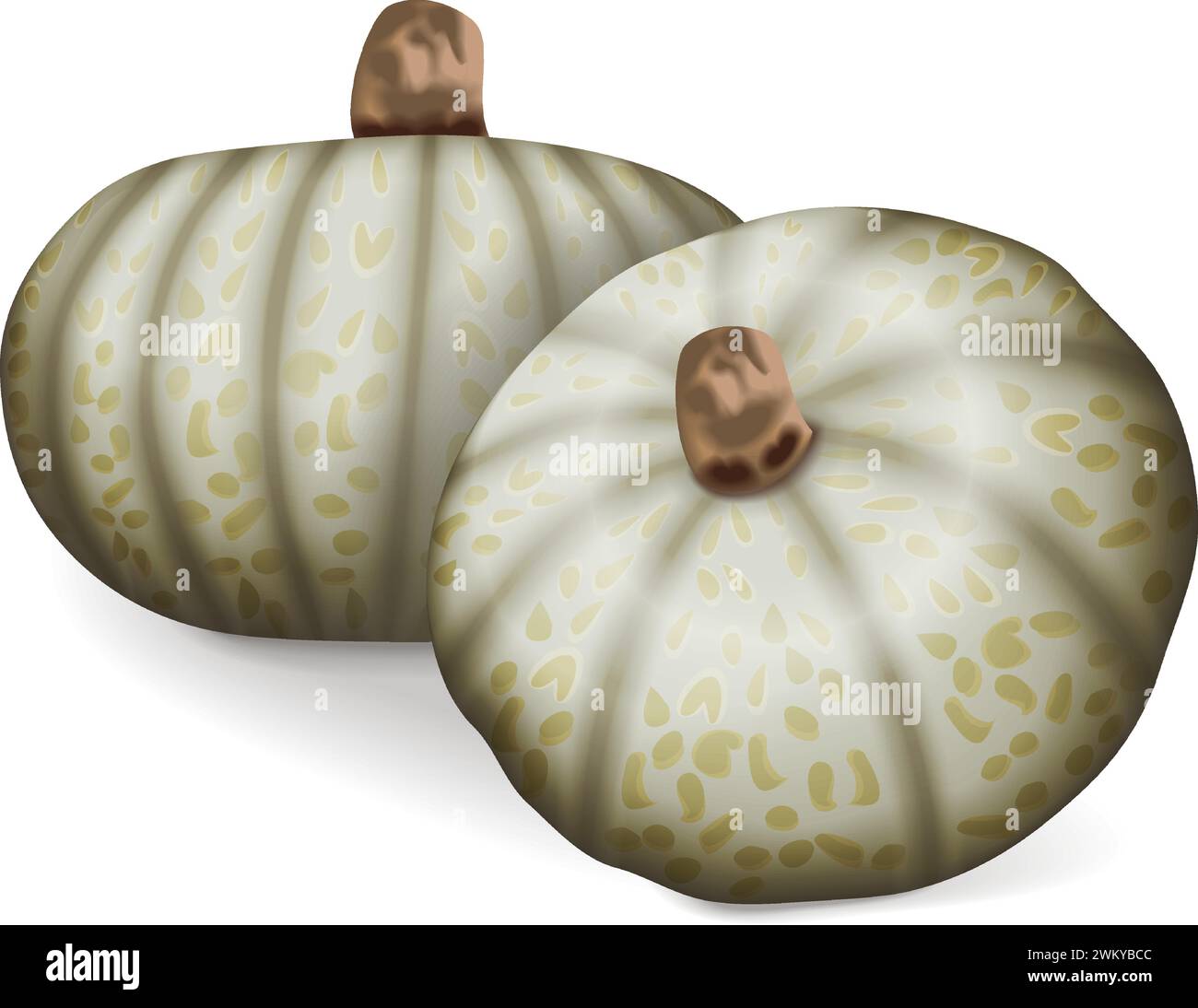 Group of Confection squash. Winter squash. Cucurbita maxima. Fruits and vegetables. Isolated vector illustration. Stock Vector