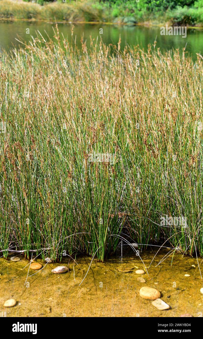 Sea rush (Juncus maritimus) is an aquatic perennial herb native to coasts of Europe, north Africa and western Asia. This photo was taken in L'Ametlla Stock Photo