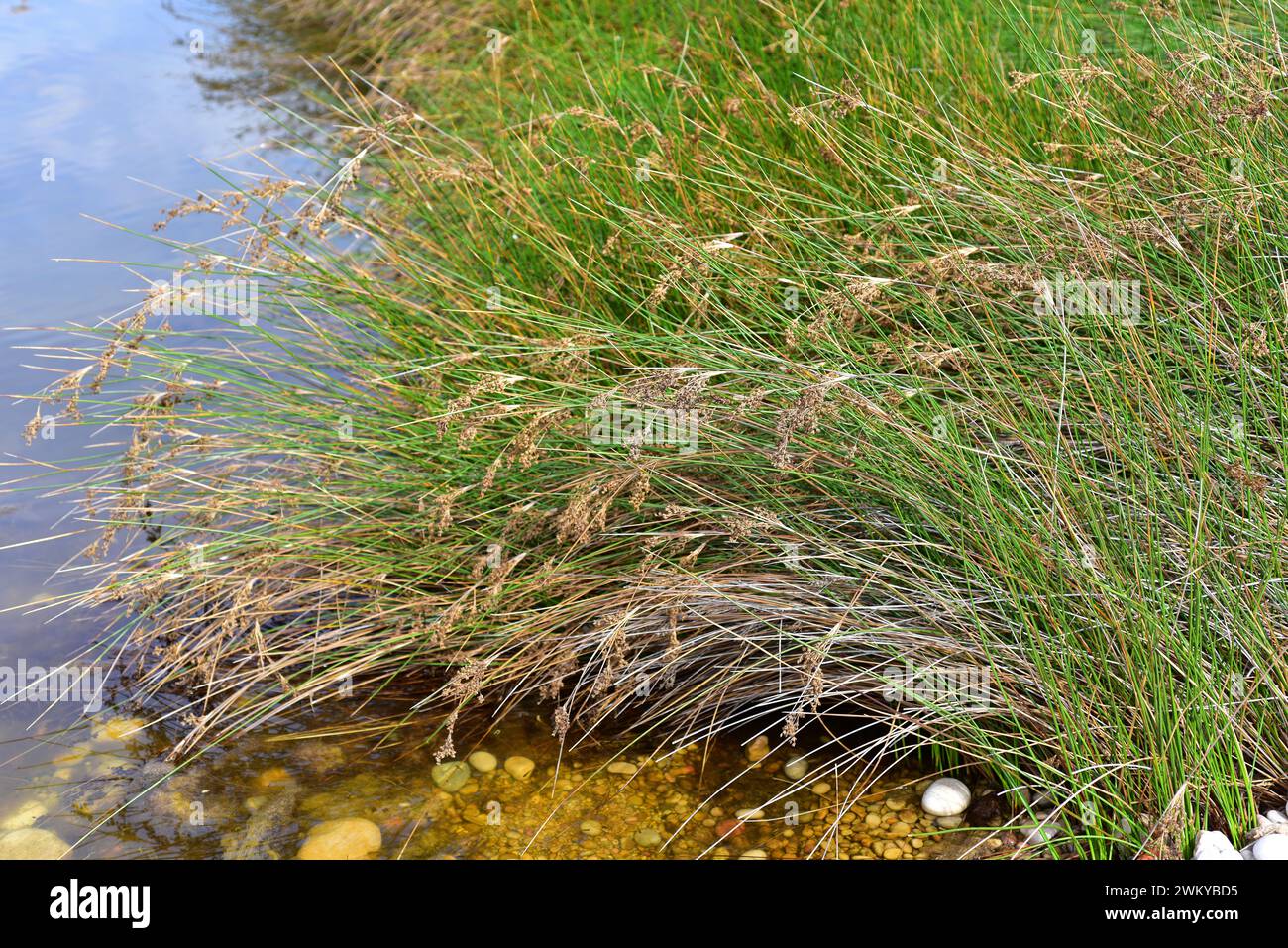 Sea rush (Juncus maritimus) is an aquatic perennial herb native to coasts of Europe, north Africa and western Asia. This photo was taken in L'Ametlla Stock Photo