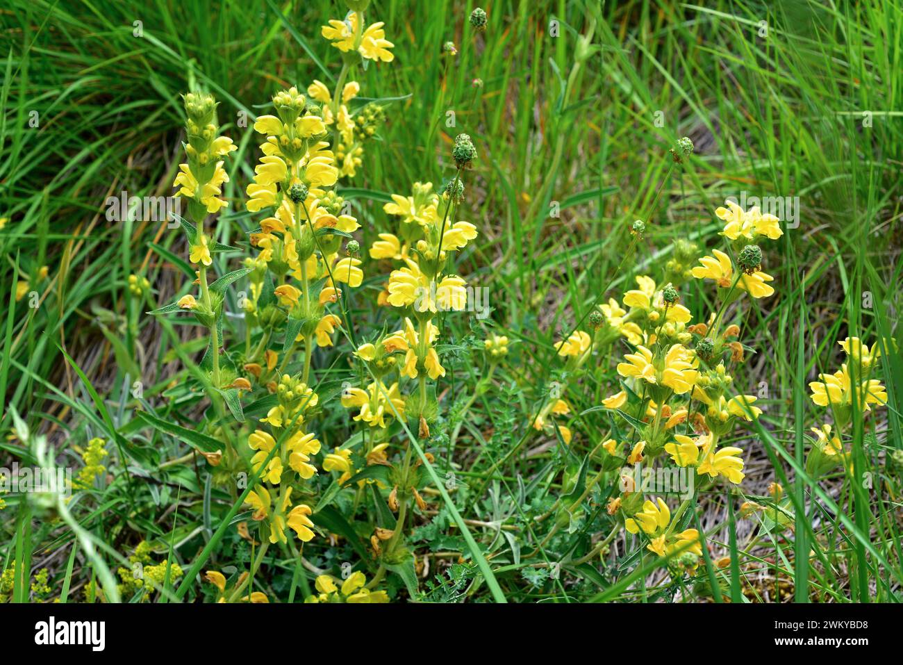 Lamwick plant (Phlomis lychnitis) is a subshrub native to southwestern Europe: Spain, Portugal and France. This photo was taken in La Bureba, Burgos p Stock Photo