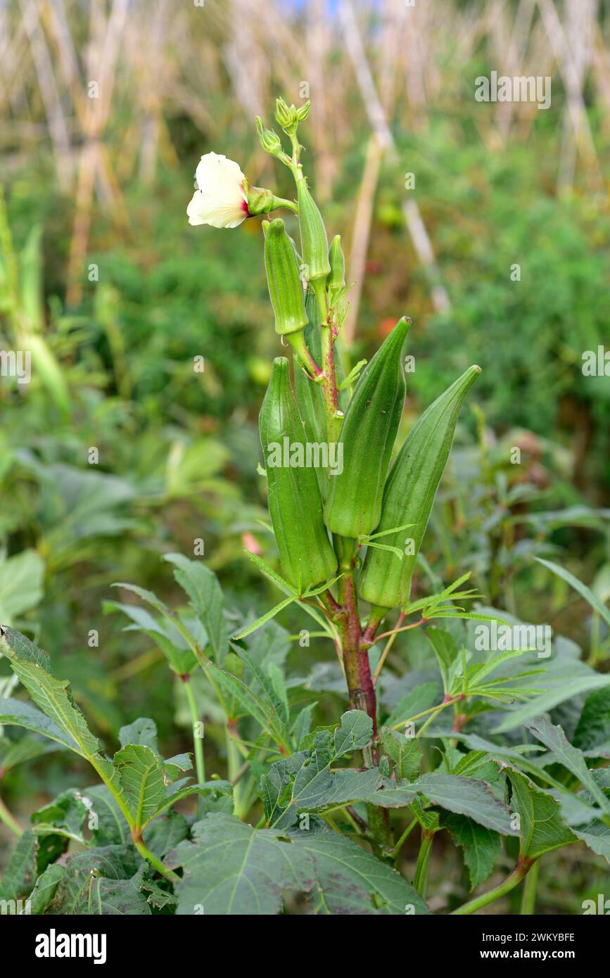 Okra (Abelmoschus esculentus or Hibiscus esculentus) is an annual plant