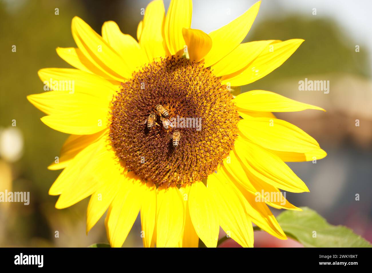 Pollen gathering insects hi-res stock photography and images - Alamy
