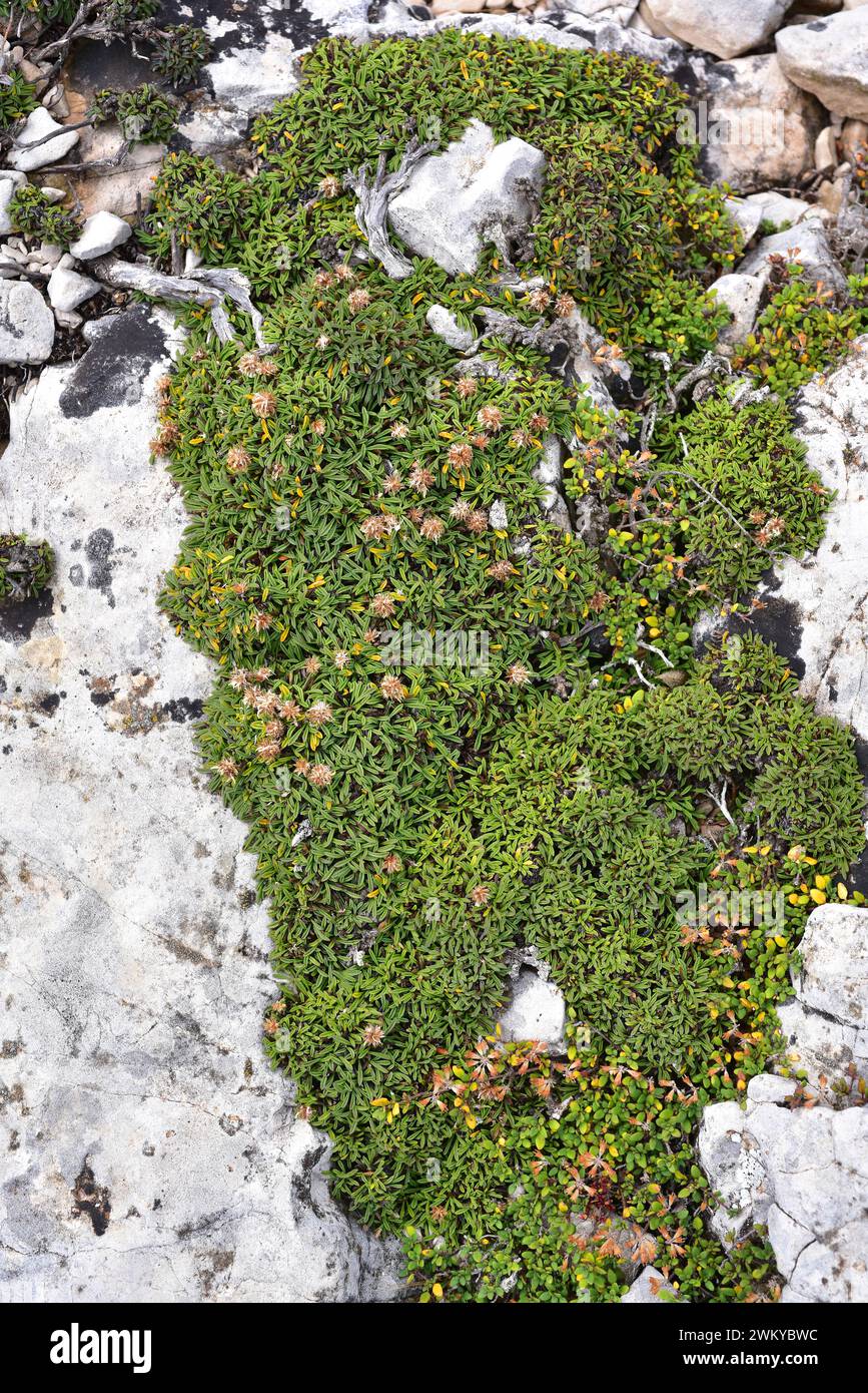 Heart-leaved globe daisy (Globularia cordifolia repens or Globularia repens nana) is a creeping subshrub native to mountains of central and southern E Stock Photo