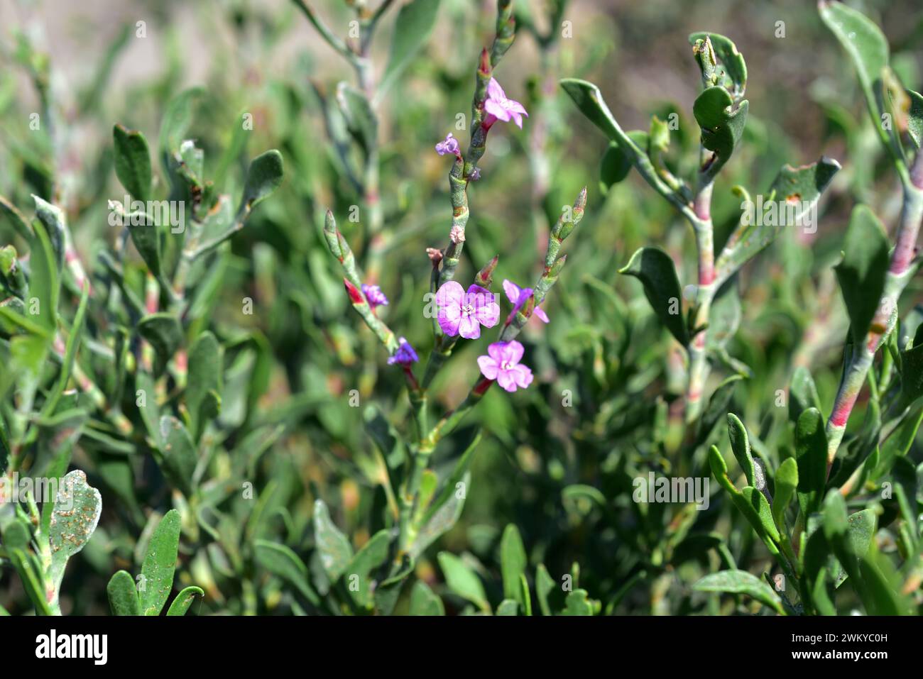 Salado (Limoniastrum monopetalum) is an halophyte shrub native to northwestern Africa and southwestern Spain and naturalized in Delta del Ebro. This p Stock Photo