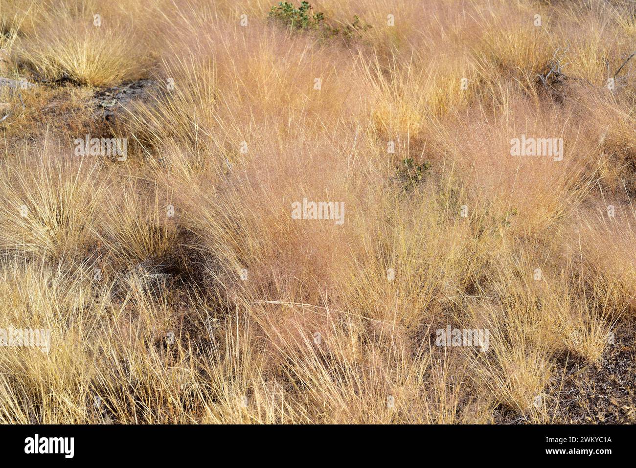 Wavy hair-grass (Deschampsia flexuosa) is a perennial herb native to Eurasia, Africa and Americas. This photo was taken in Arribes del Duero Natural P Stock Photo