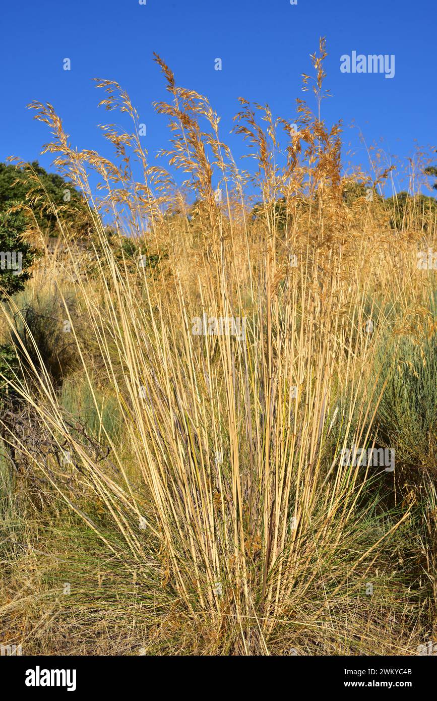 Giant feather grass or golden oats (Stipa gigantea or Celtica gigantea) is a large perennial herb native to center and southern Iberian Peninsula and Stock Photo