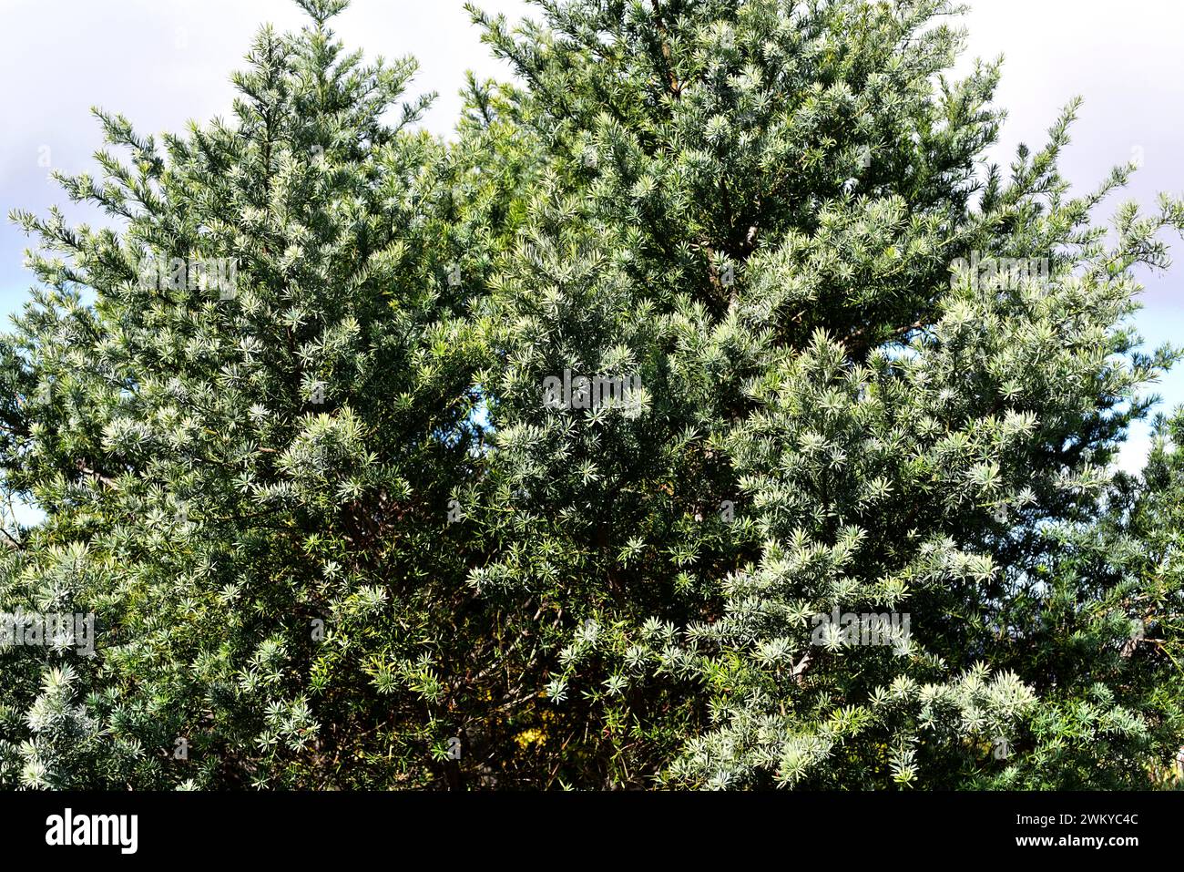 Breede River yellowwood (Podocarpus elongatus) is an evergreen coniferous tree native to South Africa. Stock Photo