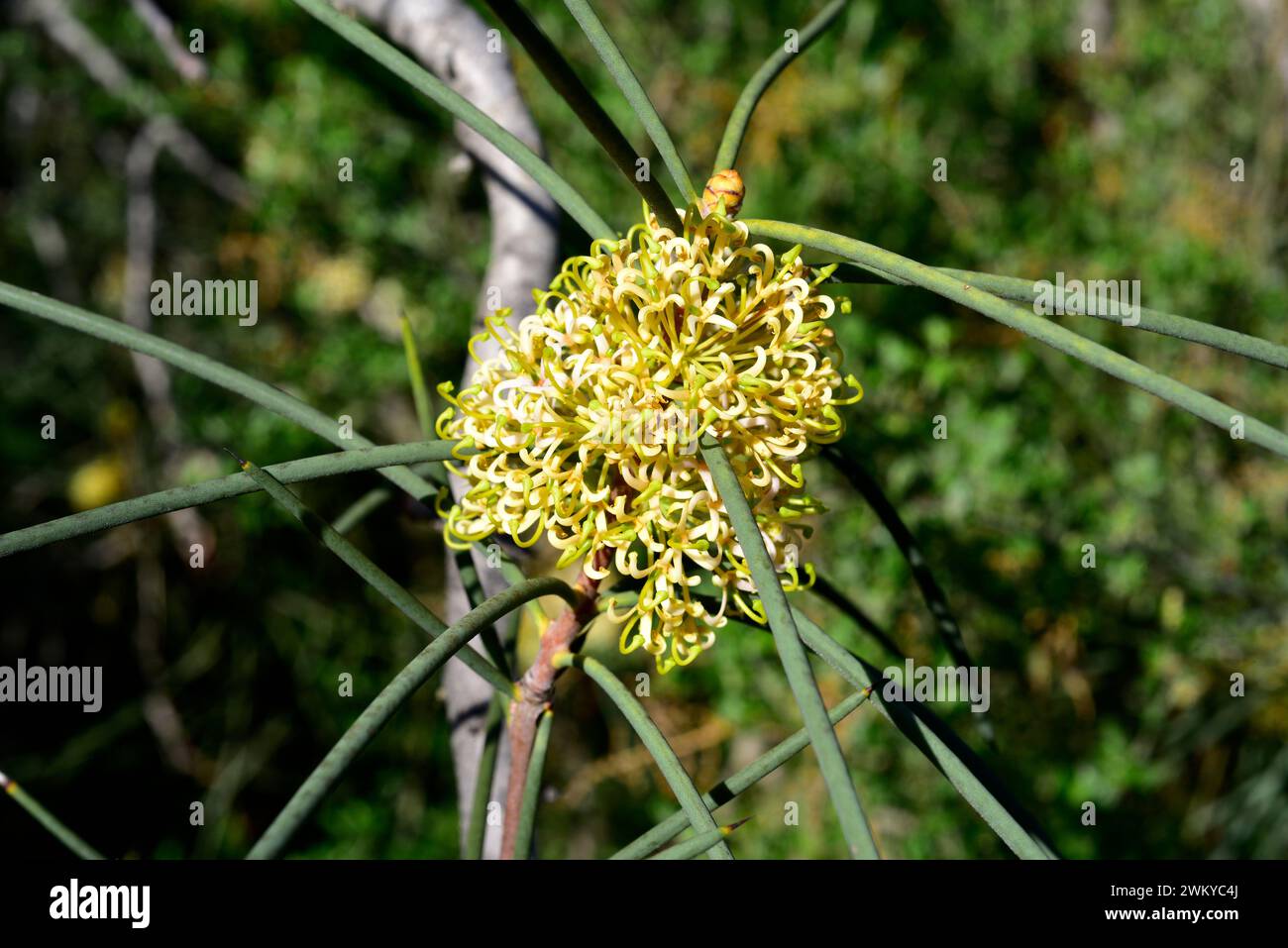 Jarnockmert (Hakea recurva) is a shrub or small tree native to western Australia. Inflorescence and leaves detail. Stock Photo