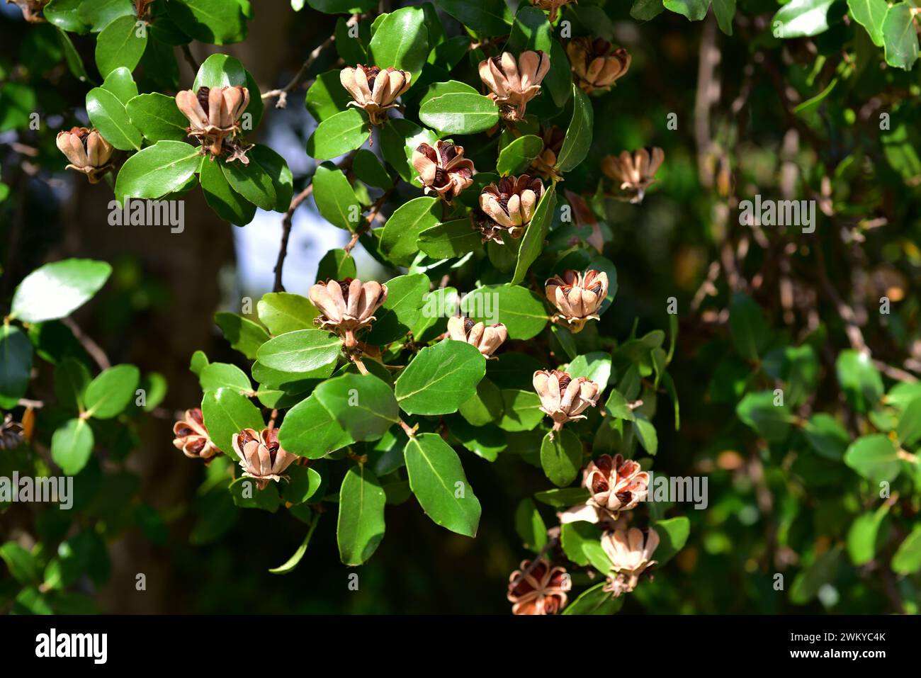 Soap bark tree (Quillaja saponaria) is an evergreen tree endemic to central Chile. Its bark contains saponin used in cosmetics, pharmacy and industry. Stock Photo