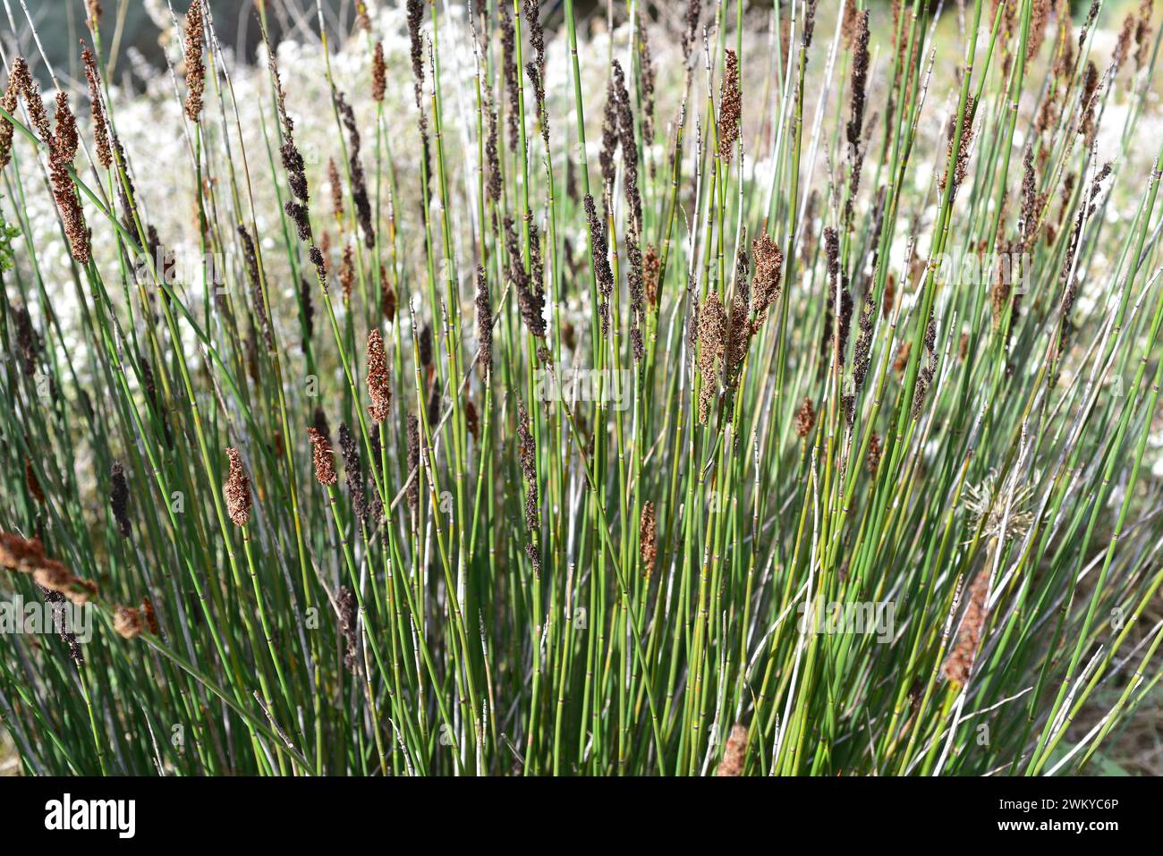 Cape thatching reed (Chondropetalum tectorum, Elegia tectorum or Restio tectorum) is a perennial plant native to South Africa. Blooming plants. Stock Photo