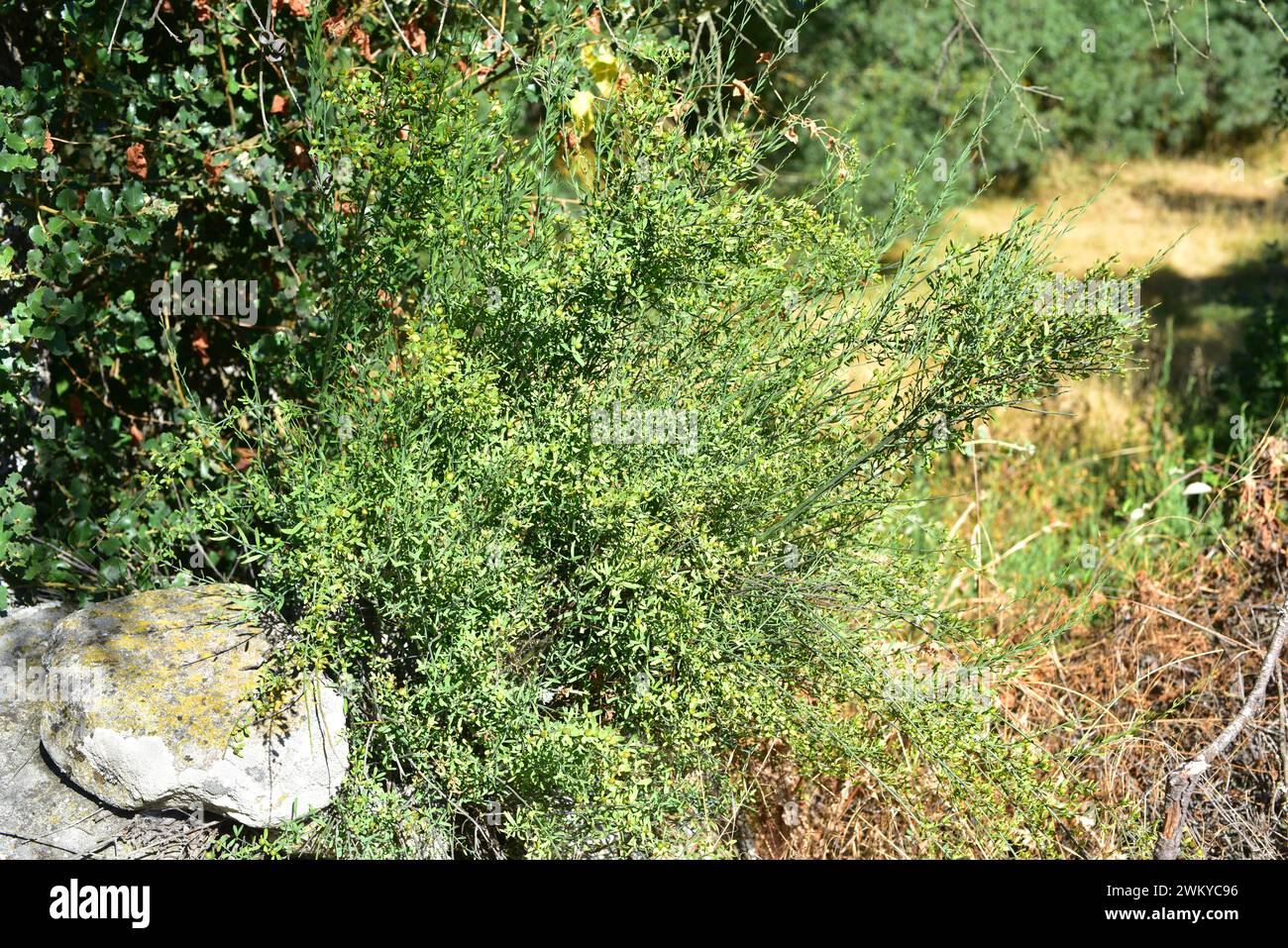 Osyris (Osyris alba) is an hemiparasitic shrub native to Mediterranean basin. This photo was taken in Arribes del Duero Natural Park, Zamora province, Stock Photo