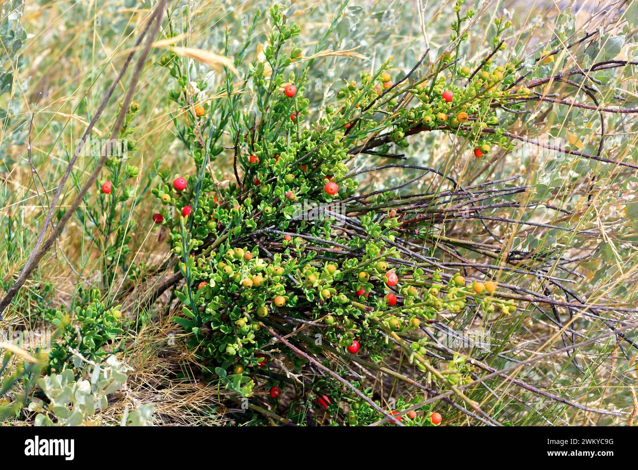 Osyris (Osyris alba) is an hemiparasitic shrub native to Mediterranean basin. This photo was taken in Peralta de la Sal, Huesca province, Aragon, Spai Stock Photo