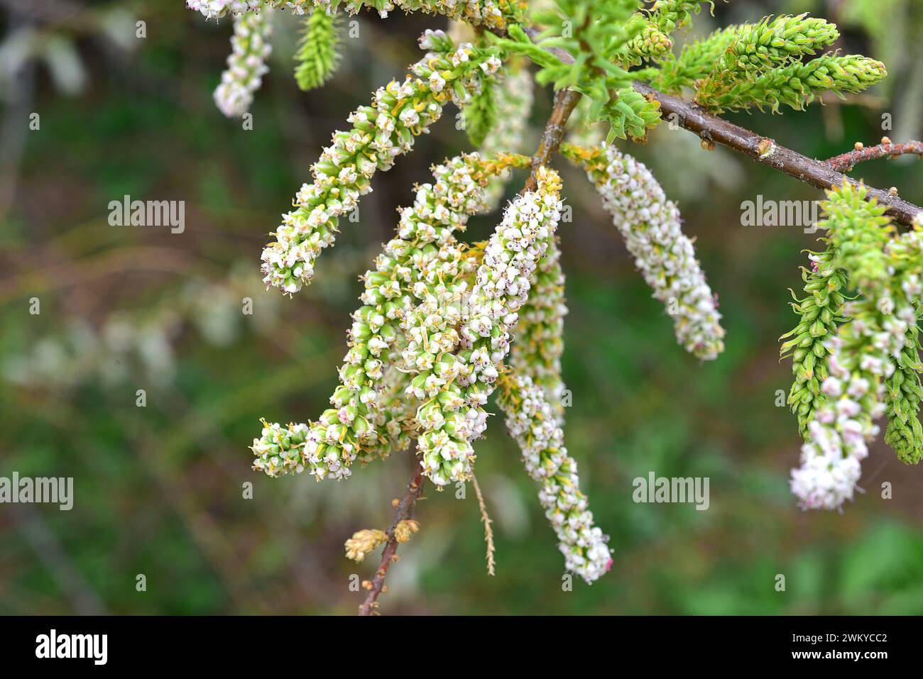 Taray o atarfe (Tamarix boveana) is a shrub or small tree native to eastern Spain and north Africa. Flowers and immature fruits detail. Stock Photo