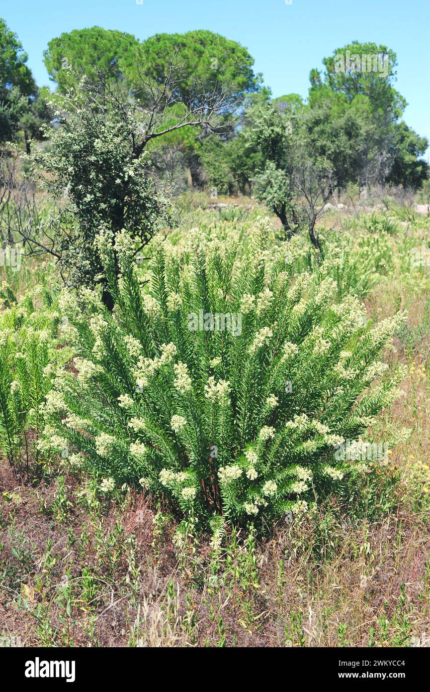 Flax-leaved daphne (Daphne gnidium) is a poisonous shrub native to Mediterranean basin. This photo was taken near La Junquera, Girona province, Catalo Stock Photo