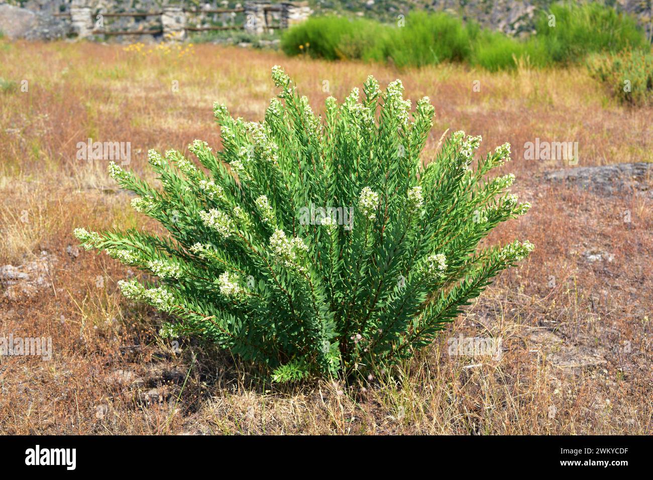 Flax-leaved daphne (Daphne gnidium) is a poisonous shrub native to Mediterranean basin. This photo was taken in Arribes del Duero Natural Park, Zamora Stock Photo