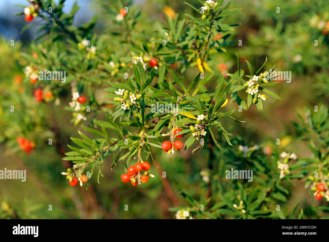 Flax-leaved daphne (Daphne gnidium) is a poisonous shrub native to Mediterranean basin. This photo was taken Cap de Creus, Girona province, Catalonia, Stock Photo