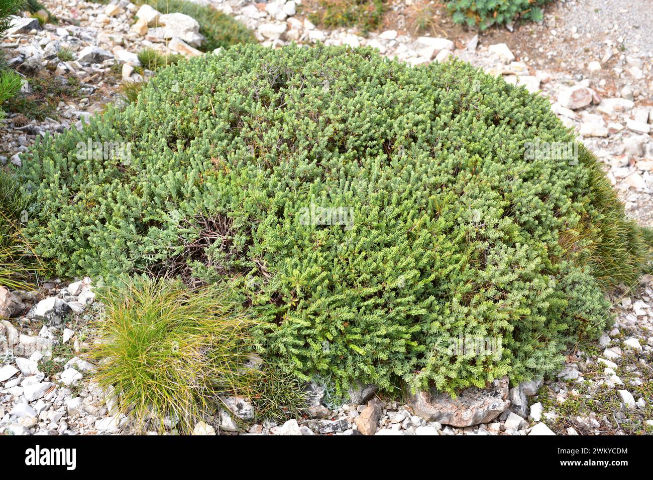 Bufalaga (Thymelaea tinctoria) is an evergreen shrub native to eastern Spain. This photo was taken in Mount Caro, Tarragona province, Catalonia, Spain Stock Photo