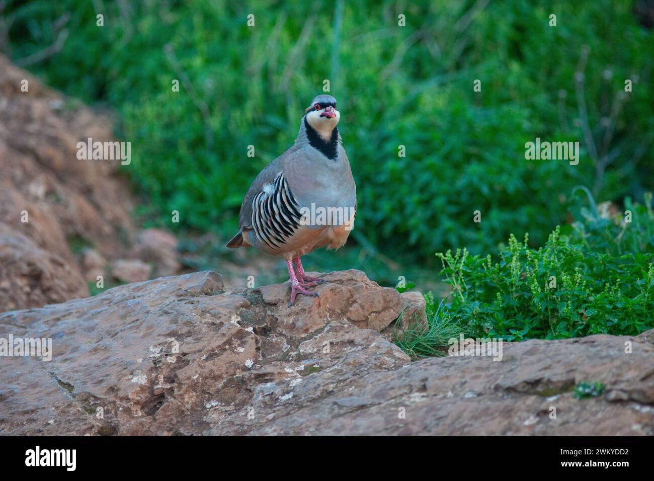 A grouse at cape Sounio, Greece Stock Photo