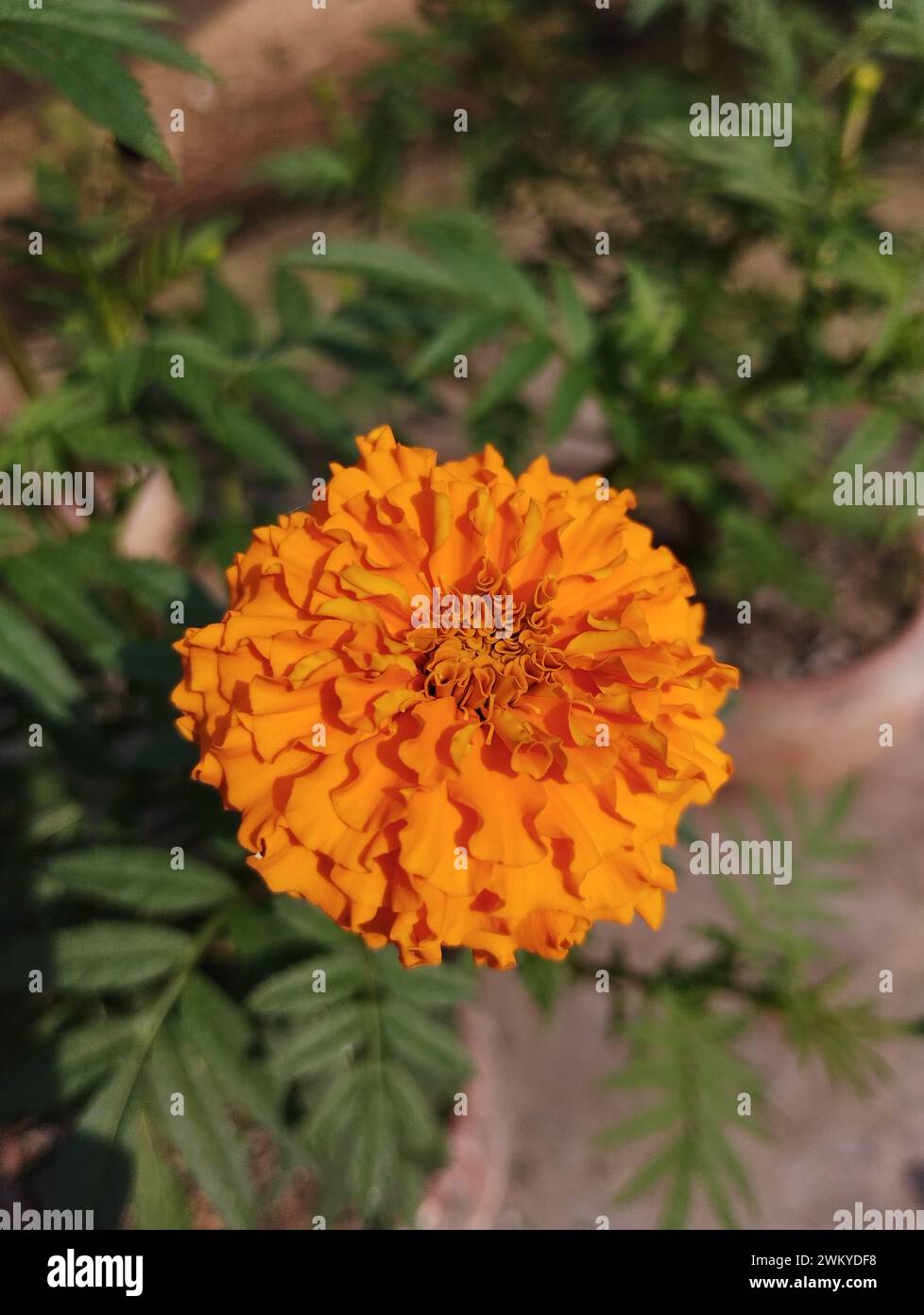 A vibrant yellow Marigolds parviflora flower amidst lush green foliage and rocks Stock Photo