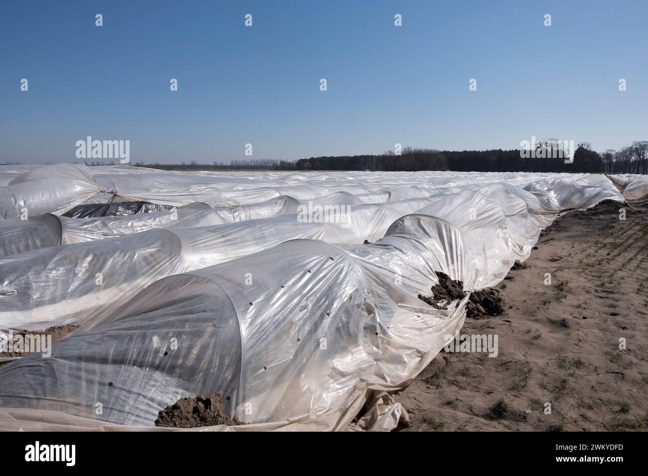 Spargelsaison Stock Photo