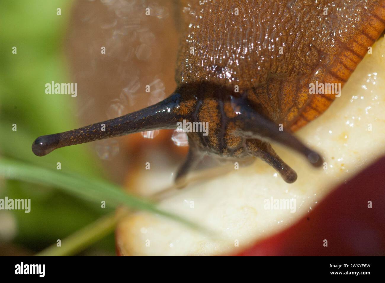 Makro schnecken hi-res stock photography and images - Alamy