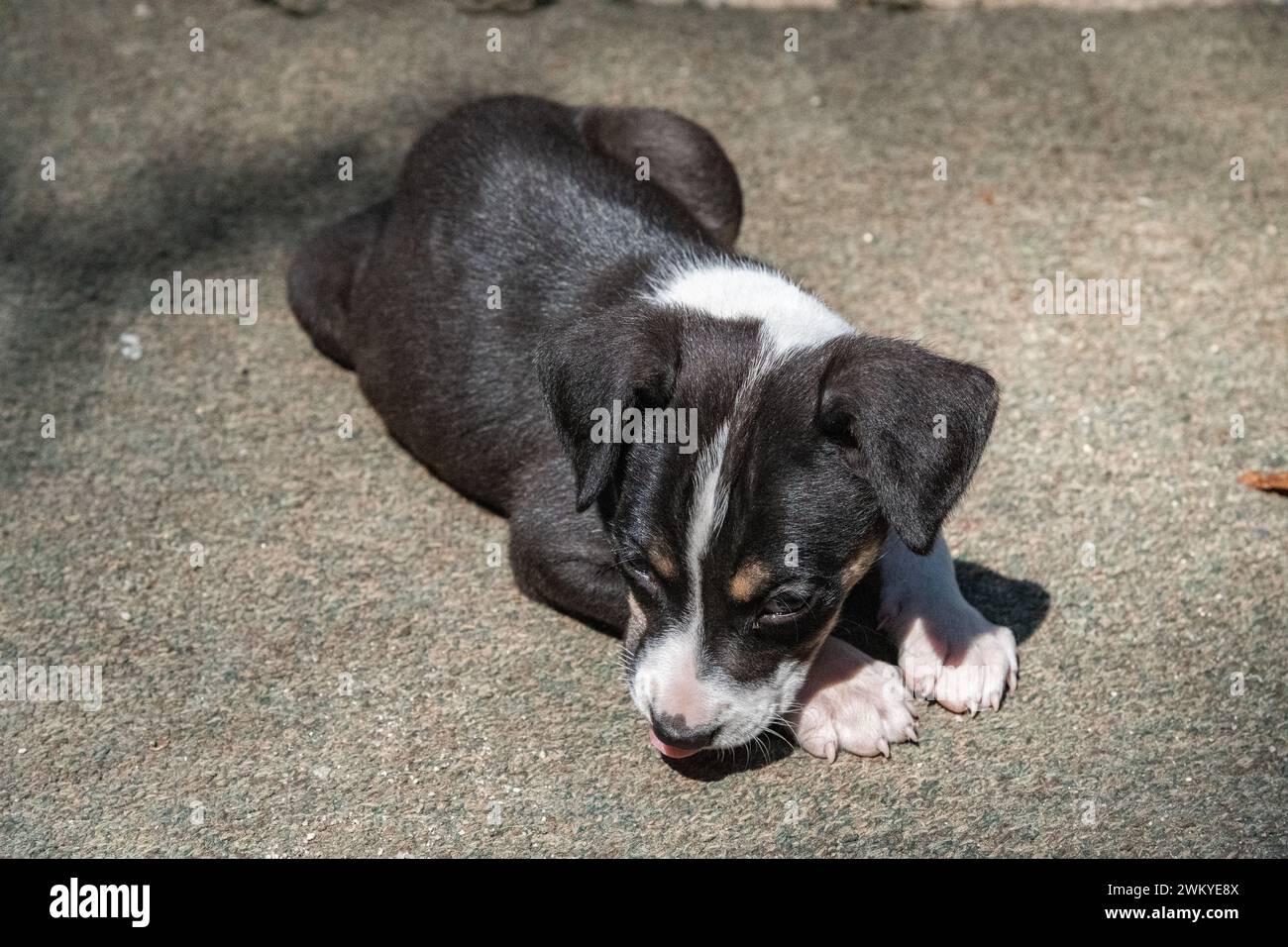 A stray puppy dog lying down on the ground in Aguas Calientes, Peru Stock Photo