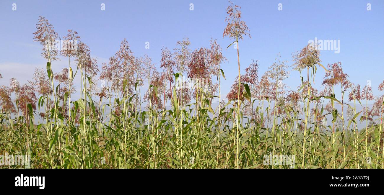 Teff Stock Photo