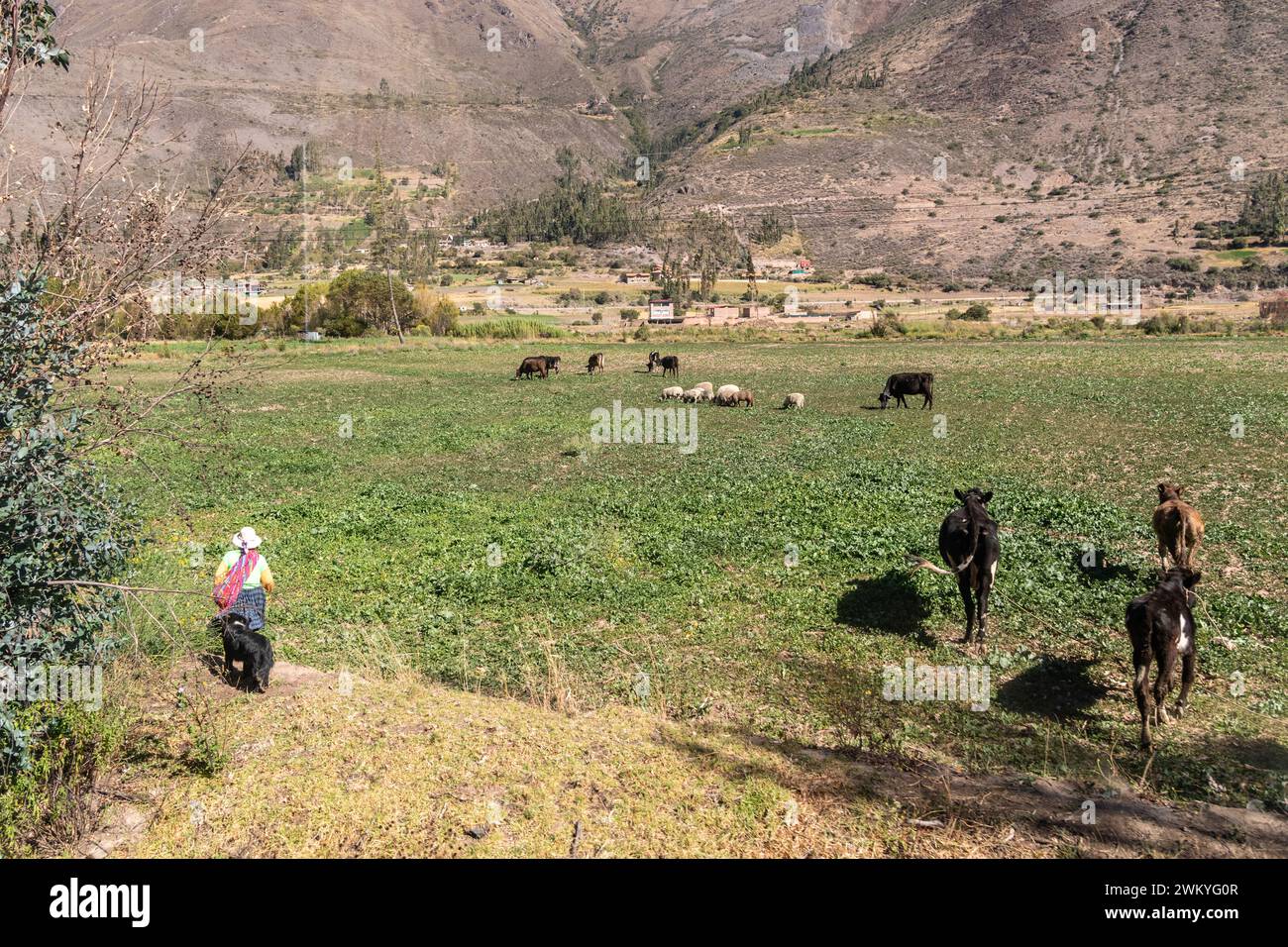 A farmer taking their cattle through a field on their farm in the Sacred Valley in Peru Stock Photo