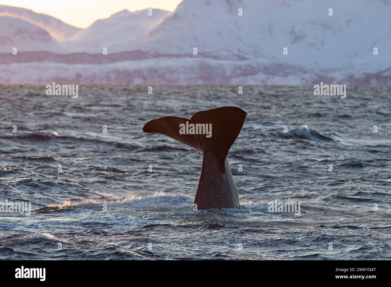 Europe, Norway, Troms County, Fluke of a Sperm Whale disappearing below the Sea off the Coast of Skjervoy Stock Photo