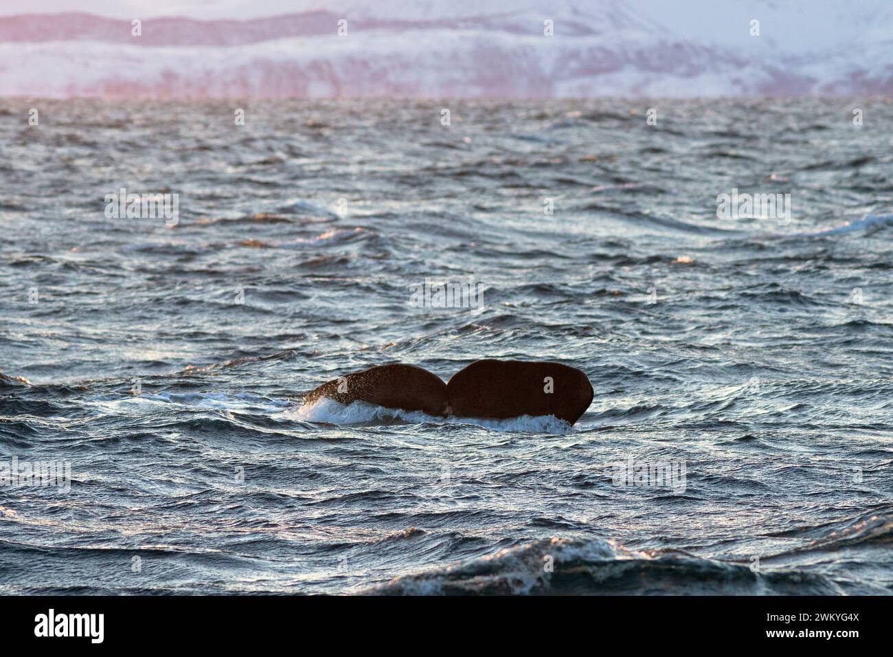 Europe, Norway, Troms County, Fluke of a Sperm Whale disappearing below the Sea off the Coast of Skjervoy Stock Photo